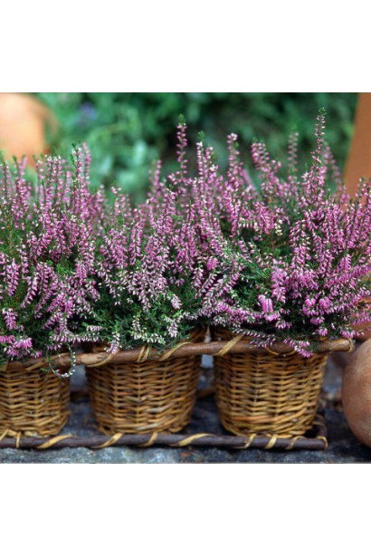 Calluna vulgaris ’Dunja’ / ’Dundja’